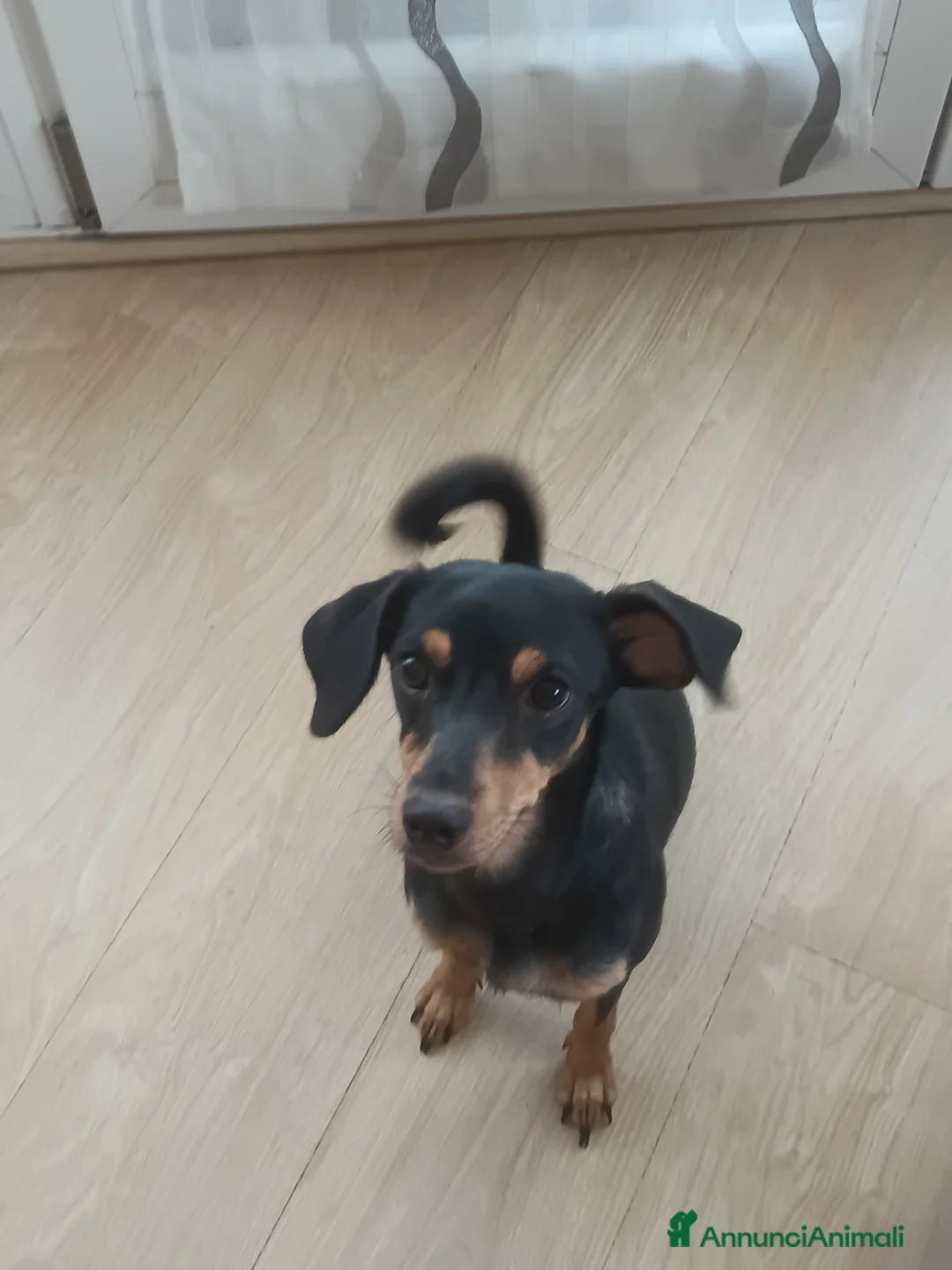 Meticcio cani in regalo: Due meticci a Provincia di Cuneo - Annuncio 2