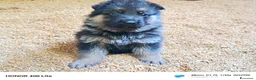 Pastore Tedesco cani in vendita: Cuccioli di pastore tedesco  - Annuncio 3