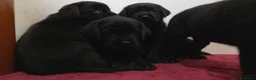 Labrador cani in vendita: Cuccioli labrador  - Annuncio 2
