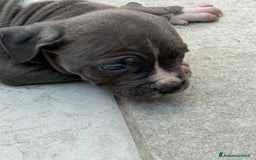 American Staffordshire cani in vendita: Cuccioli Amstaff neri a Città metropolitana di Milano - Immagine 7