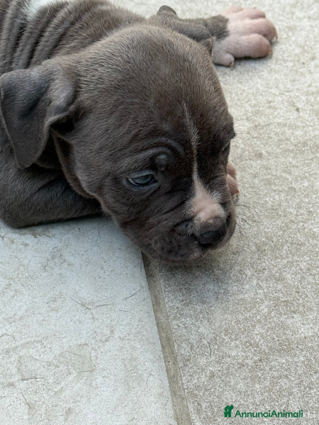 American Staffordshire cani in vendita: Cuccioli Amstaff neri a Città metropolitana di Milano - Immagine 7
