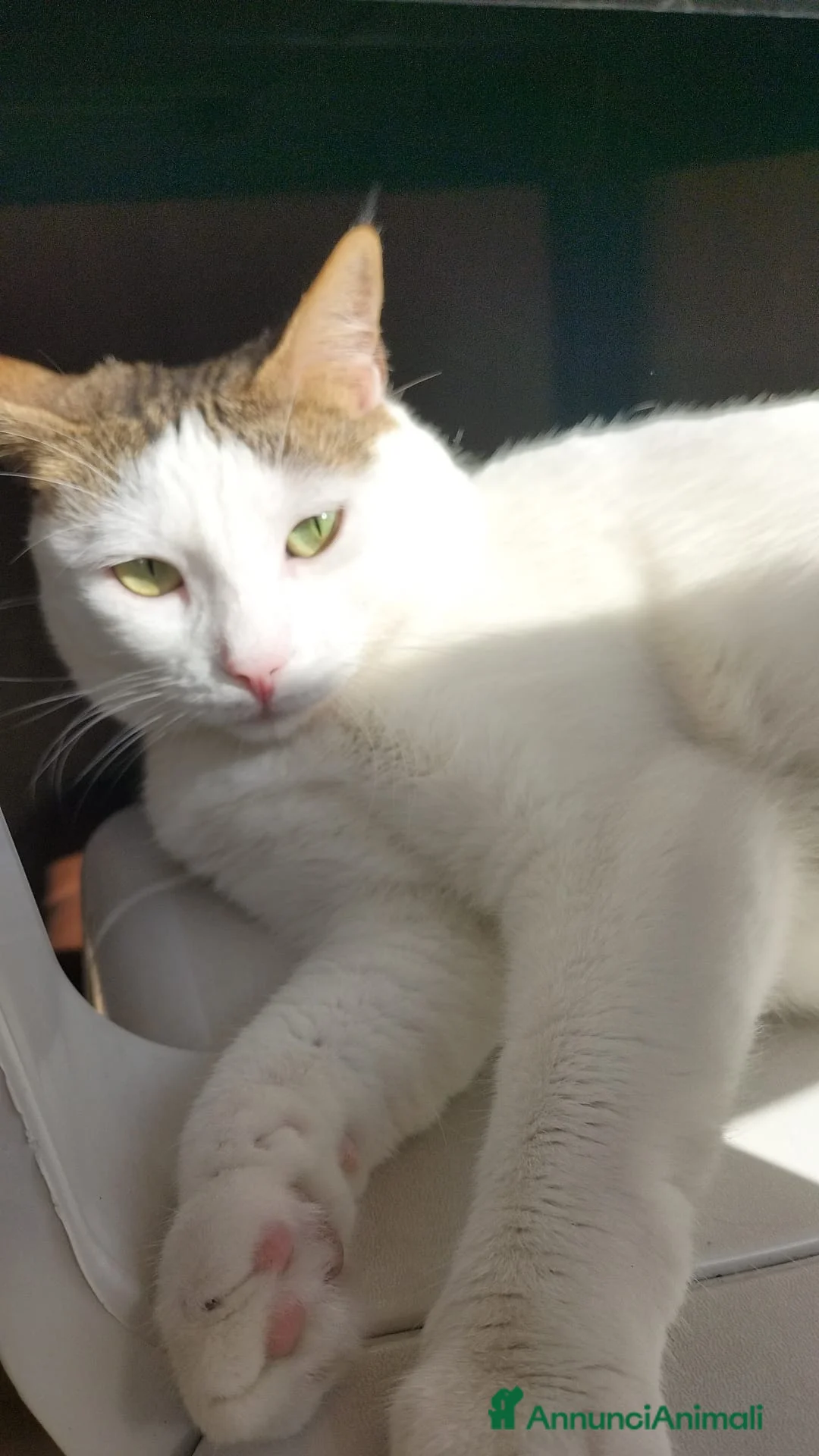 Meticcio gatti in regalo: Greta  - Annuncio 1