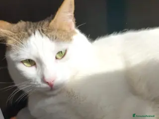 Meticcio gatti Gerfild e Greta - Annuncio 19