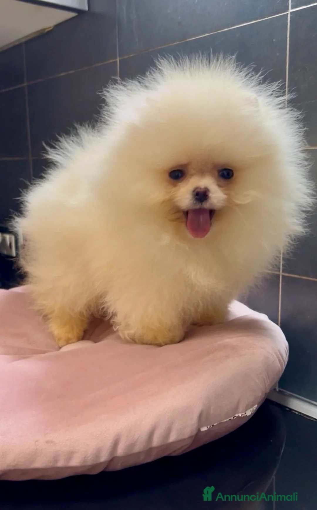 Volpino Pomerania cani in vendita: Pomerania Spitz nano  - Annuncio 2