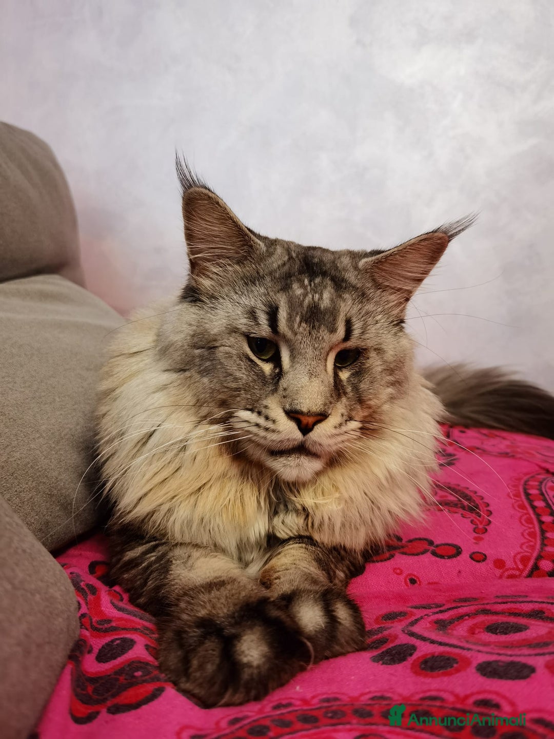 Maine Coon gatti per accoppiamento: Maine coon maschio per monta - Annuncio 4
