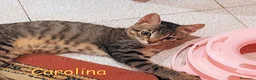 Europeo gatti in regalo: C'era una volta una TIGRATINA - Annuncio 1