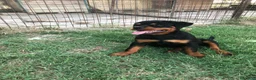 Rottweiler cani in vendita: Cuccioli rottweiler - Annuncio 5