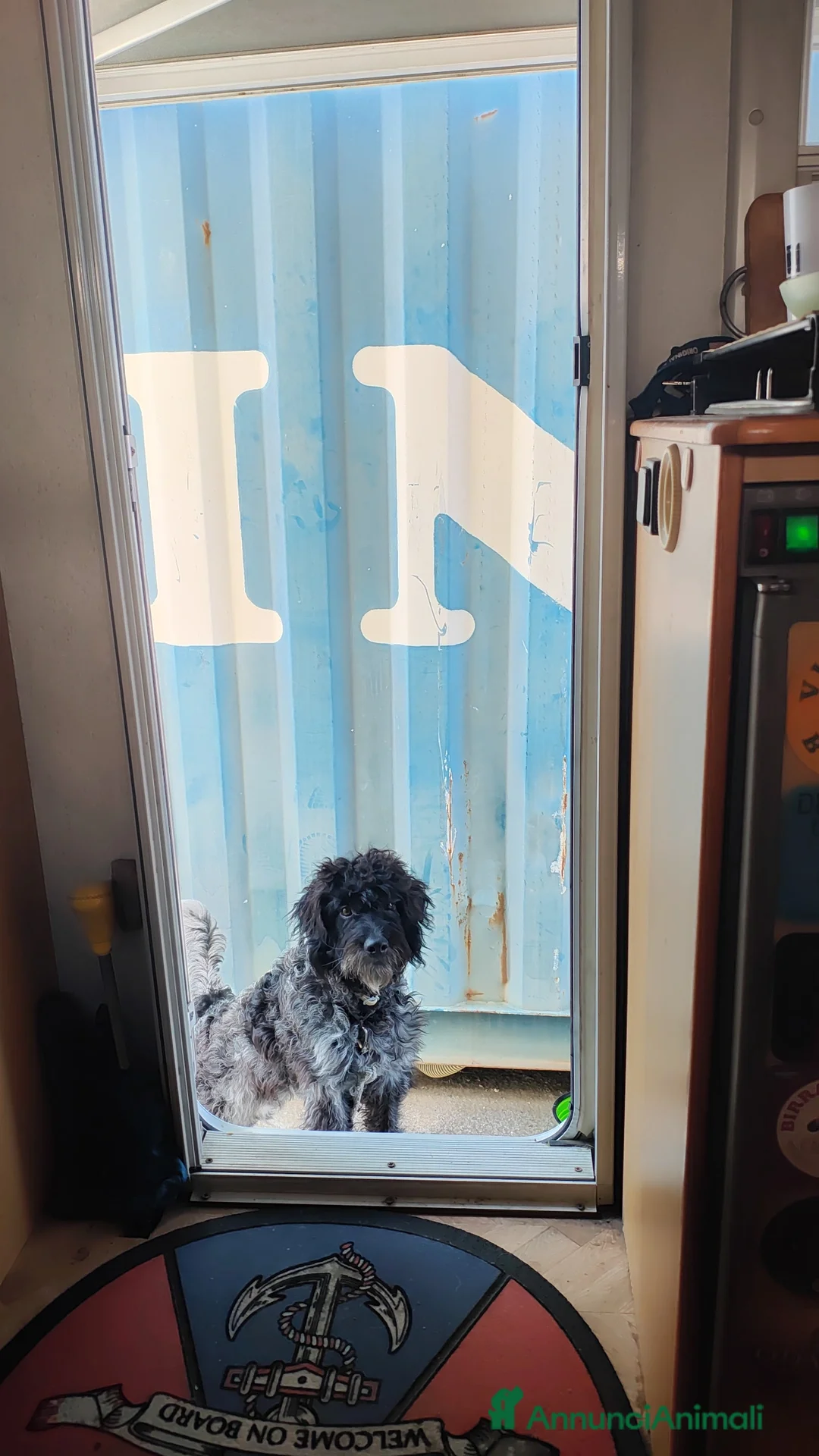 Lagotto cani per accoppiamento: Miro cerca il primo amore 🤍 - Annuncio 2