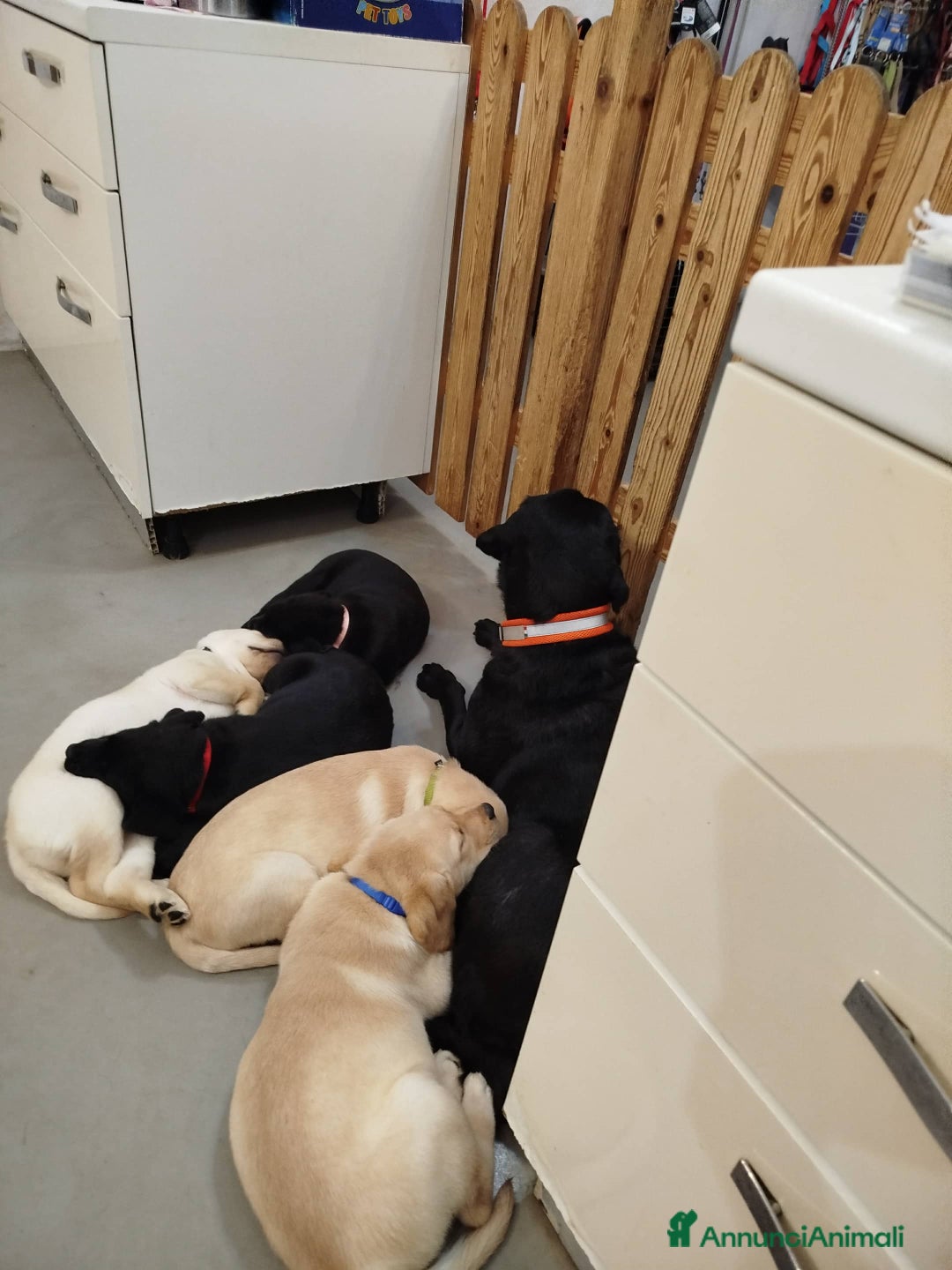 Labrador cani in vendita: Cuccioli di labrador  - Annuncio 2