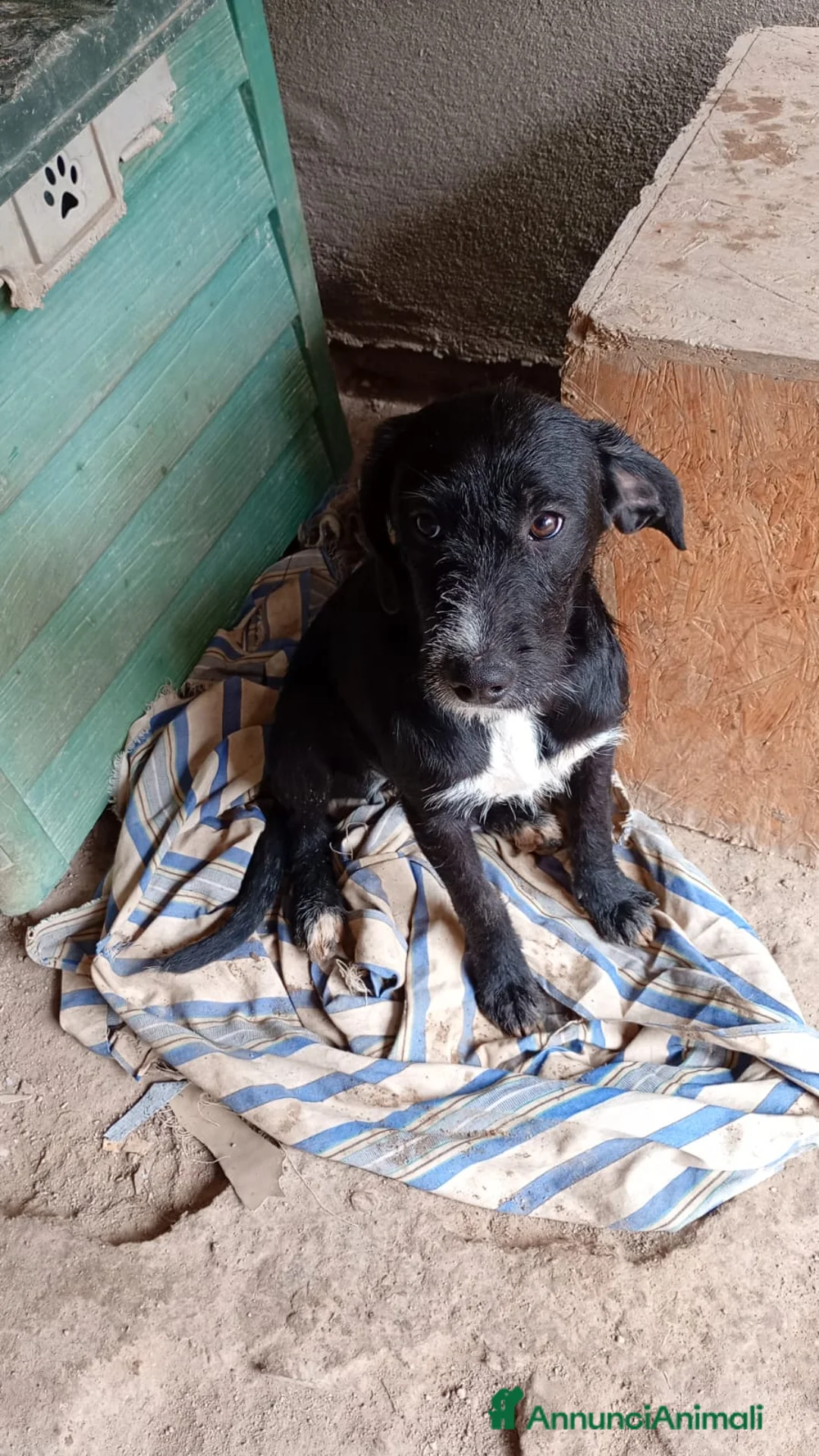 Meticcio cani in regalo: CUCCIOLA LUNA a Città Metropolitana di Firenze - Annuncio 8