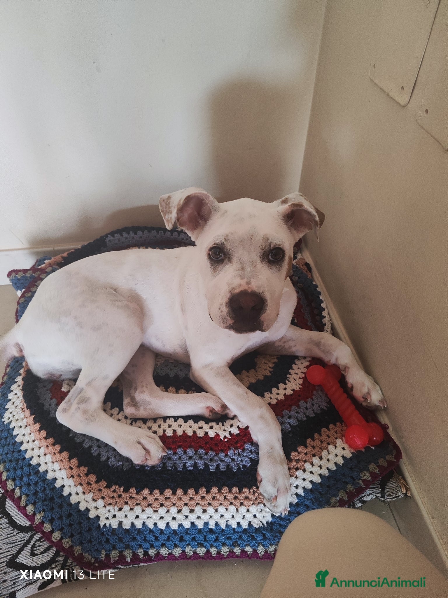Meticcio cani Vendo cucciola Dog Argentino di 5 mesi  - Annuncio 2