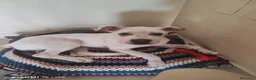 Meticcio cani in vendita: Vendo cucciola Dog Argentino di 5 mesi  - Annuncio 1