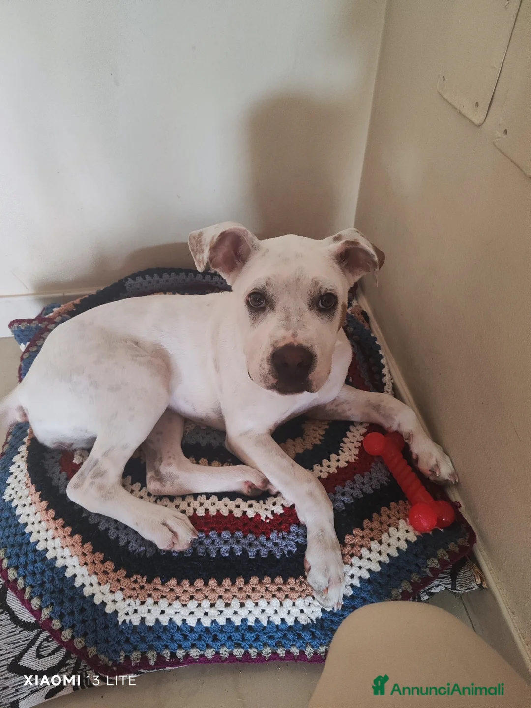 Meticcio cani in vendita: Vendo cucciola Dog Argentino di 5 mesi  - Annuncio 1