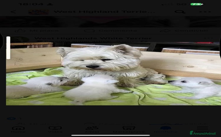 West Highland cani - Annuncio 1