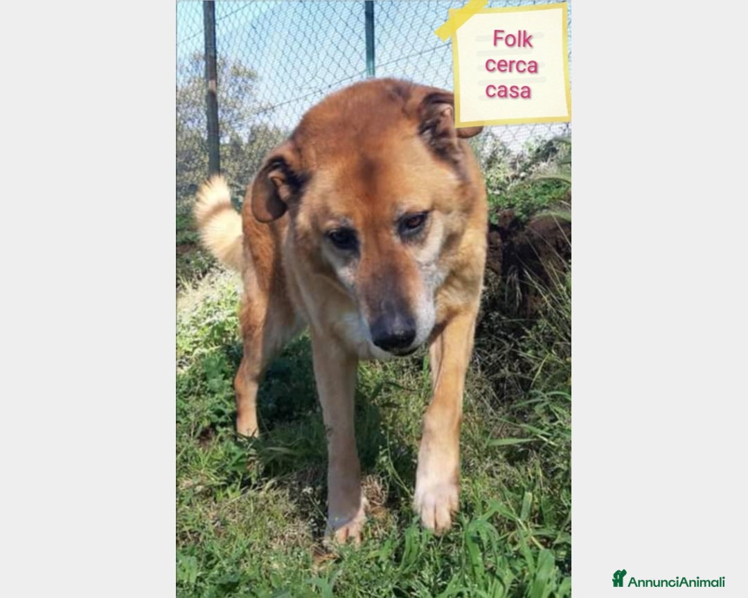 Meticcio cani in regalo: Folk, adozione del cuore  a Roma - Annuncio 1