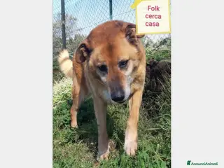 Meticcio cani Folk, adozione del cuore a Roma - Annuncio 33