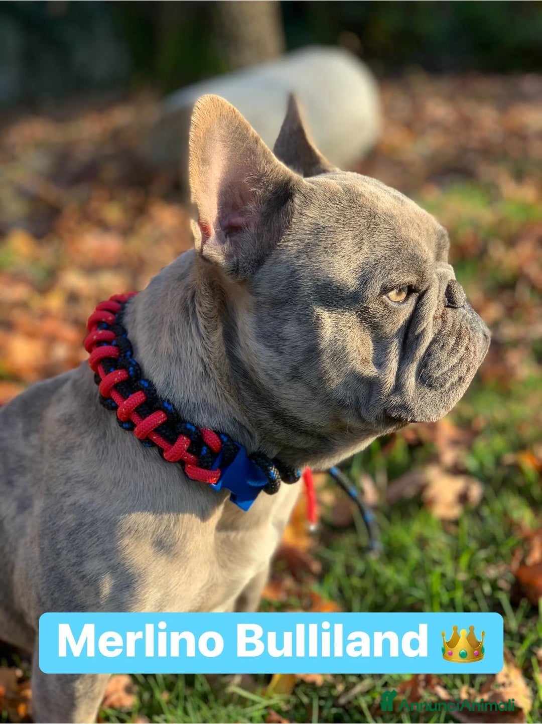 Immagine della galleria {{count}}