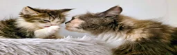 Siberiano gatti in vendita: Cuccioli di gatto siberiano - Annuncio 3