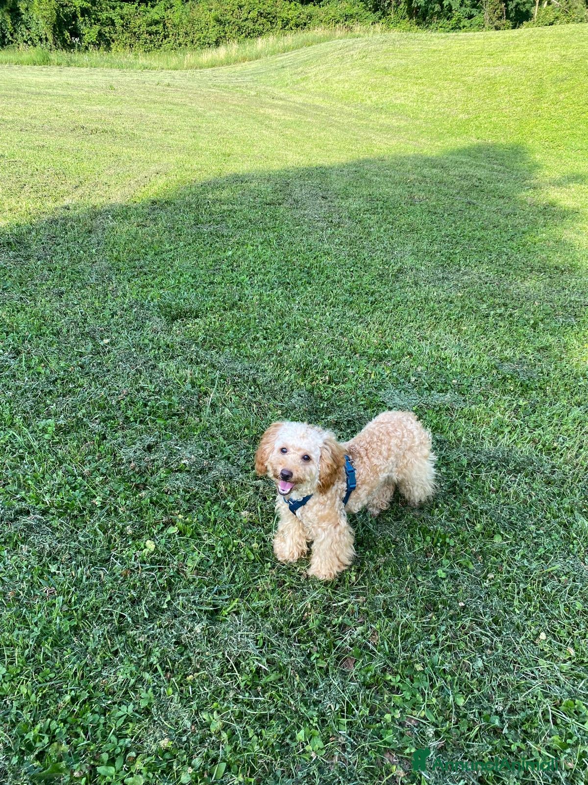 Barboncino cani in vendita: Barboncino piccolo nano albicocca  - Annuncio 4