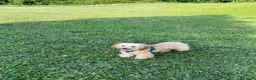 Barboncino cani in vendita: Barboncino piccolo nano albicocca  - Annuncio 1