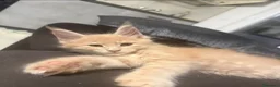 Maine Coon gatti in vendita: Gattino Maine coon linea russa genealogia top a Città Metropolitana di Firenze - Annuncio 3