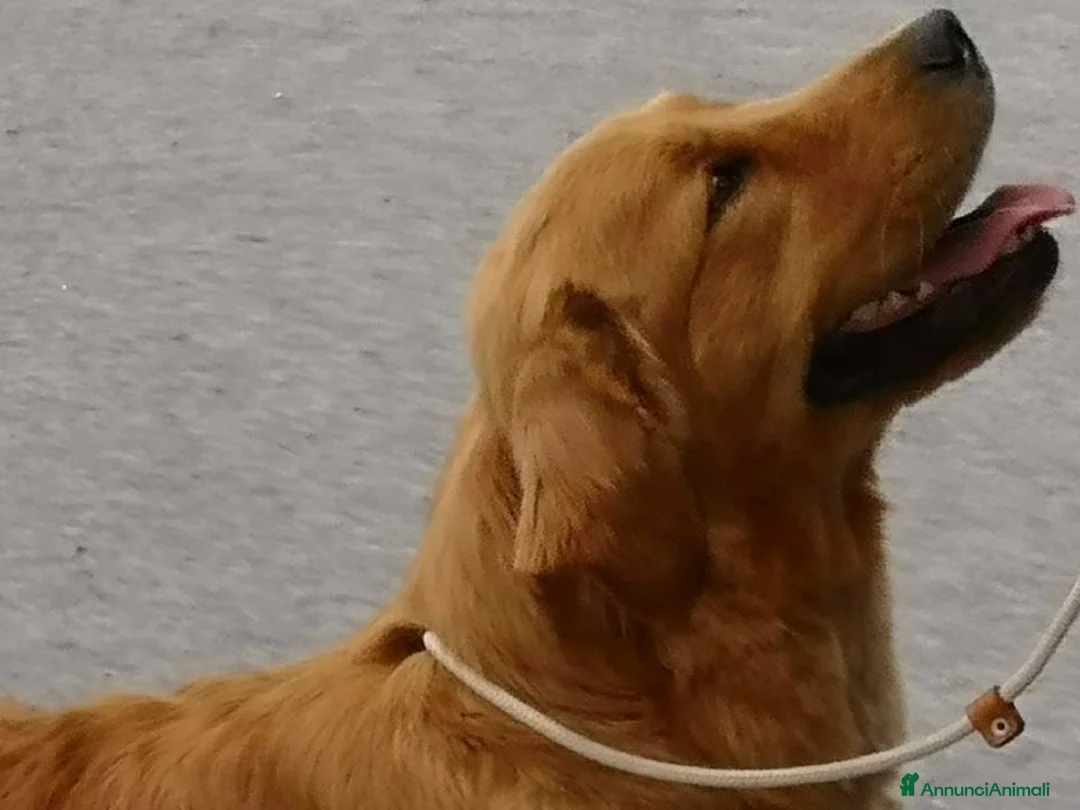 Immagine della galleria {{count}}