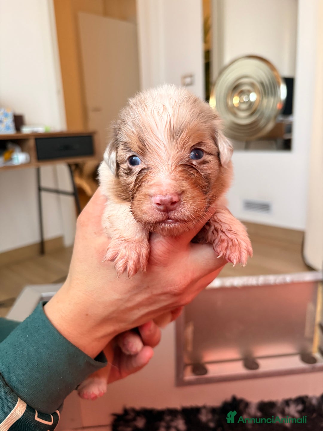 Australian Shepherd cani in vendita: Cuccioli di  AUSSIE nati il 31/12/2025 – PEDIGREE  - Annuncio 3