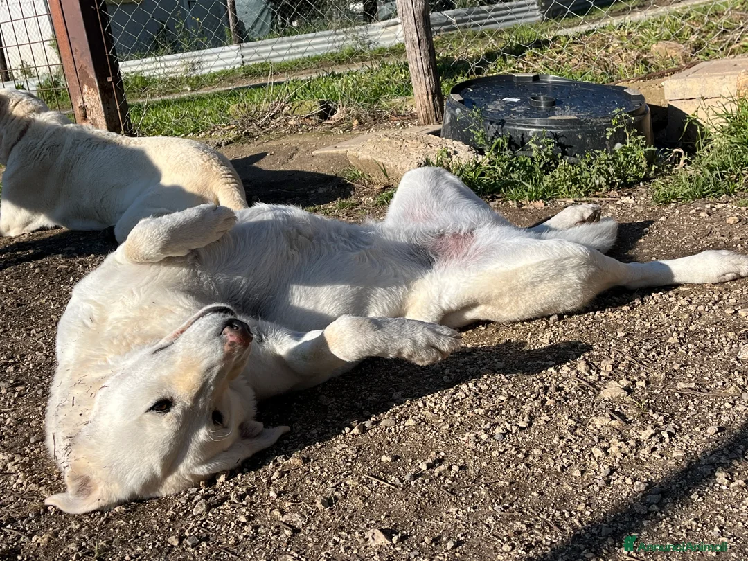 Meticcio cani in regalo: Cucciolo tre mesi - Annuncio 5