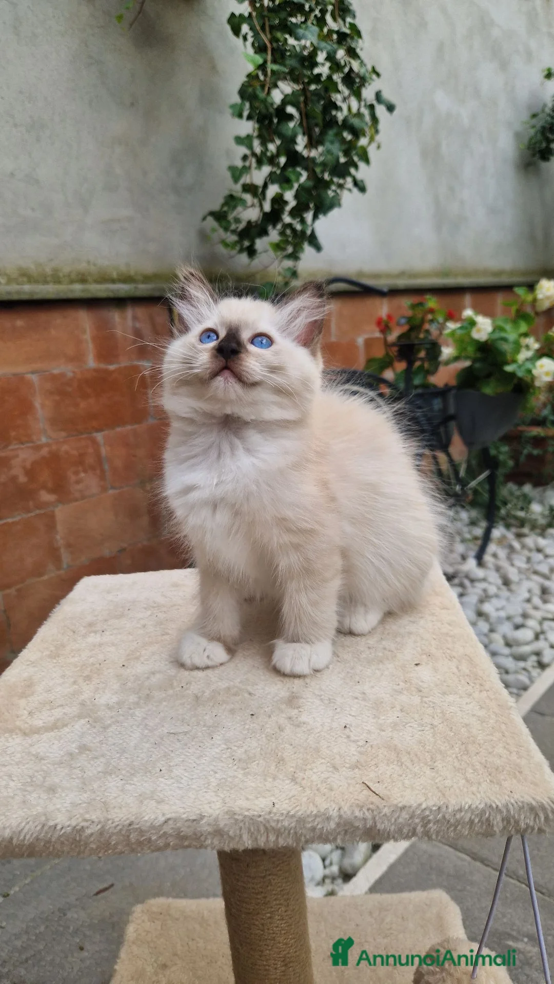 Ragdoll gatti in vendita: Cuccioli Gatti Ragdoll  - Annuncio 2