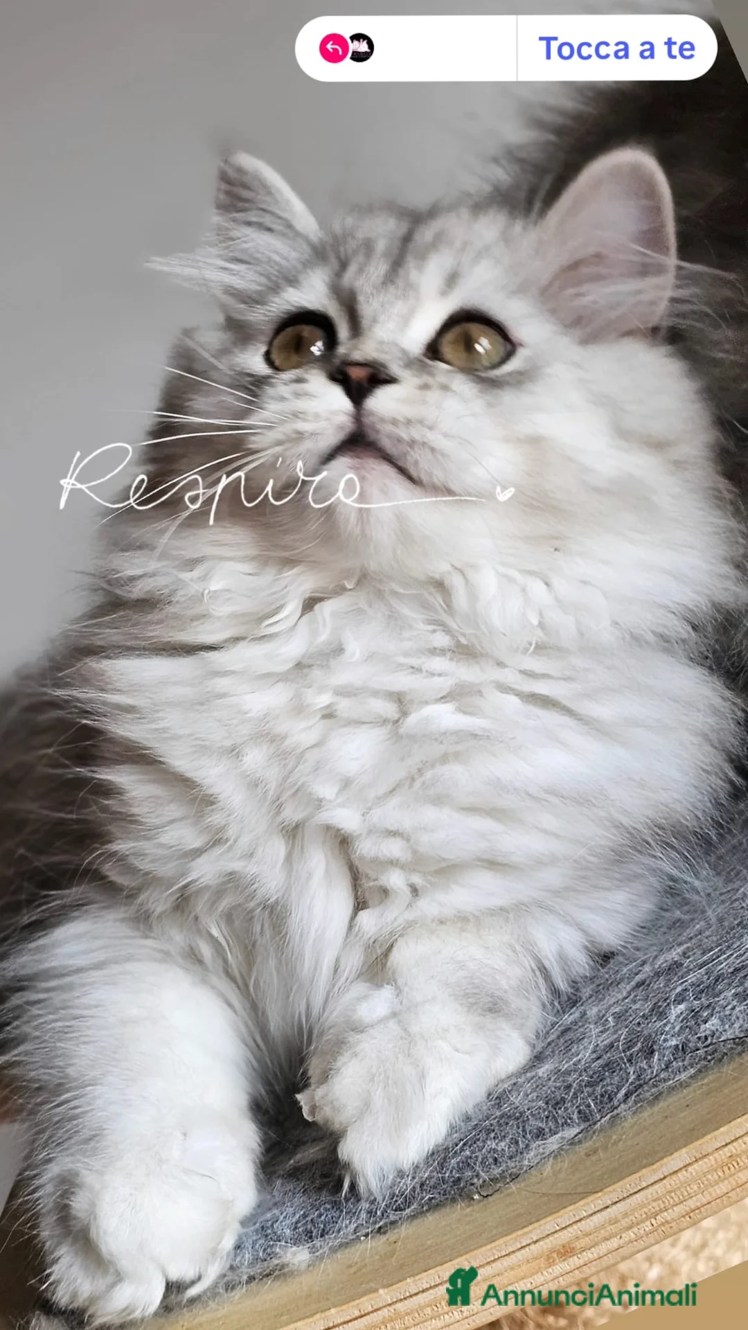 Scottish gatti in vendita: scottish Longhair 5 mesi  - Annuncio 2