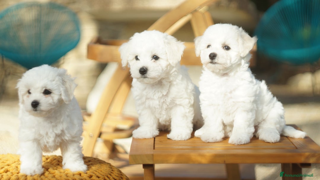 Bichon cani in vendita: Il Miracolo di Natale Ha il Musetto Bagnato! a Provincia del Sud Sardegna - Annuncio 10
