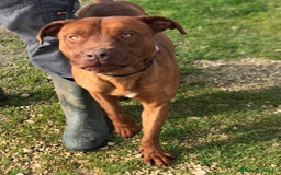 Altre razze cani in regalo: EVANDER, sguardo malinconico  a Provincia di Latina - Immagine 10