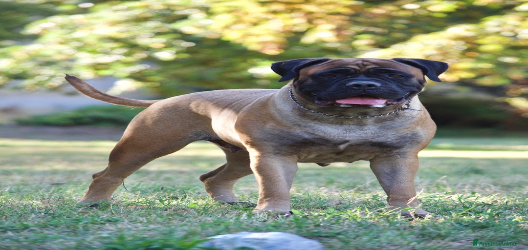 Immagine della galleria {{count}}