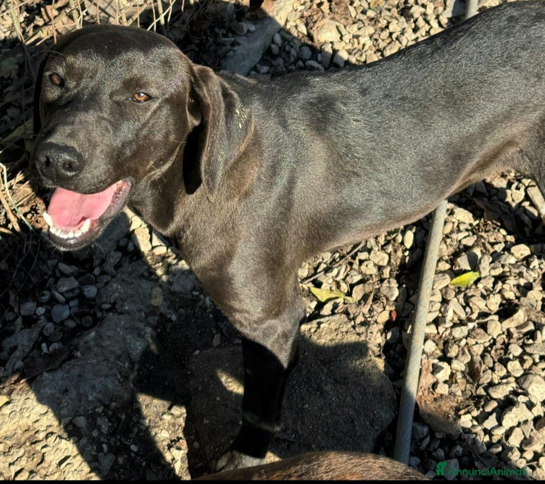 Meticcio cani in regalo: Silvio 6 mesi taglia media  - Annuncio 3