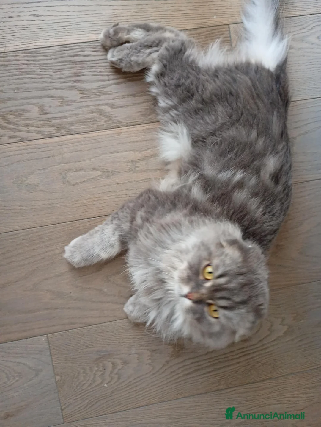 Scottish gatti in regalo: Scottish Highland adulto - Annuncio 2