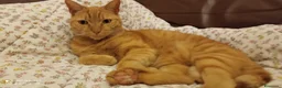 Europeo gatti in regalo: Splendido gatto rosso di 4 anni - Annuncio 1