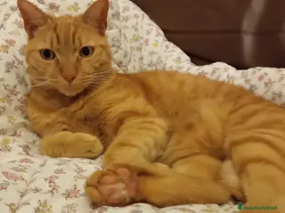 Europeo gatti Splendido gatto rosso di 4 anni - Annuncio 3