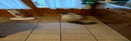 Ragdoll gatti in regalo: Ragdoll - Annuncio 10