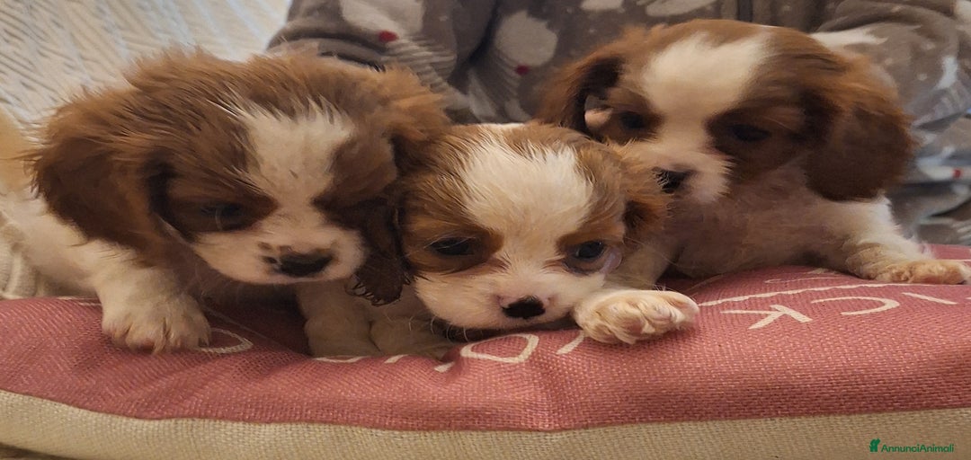 Immagine della galleria {{count}}