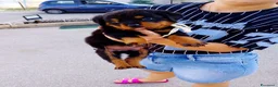 Rottweiler cani in vendita: Cucciola di Rottweiler  - Annuncio 4