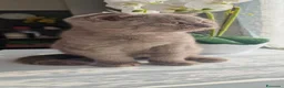 Scottish gatti in vendita: Scottish  - Annuncio 3