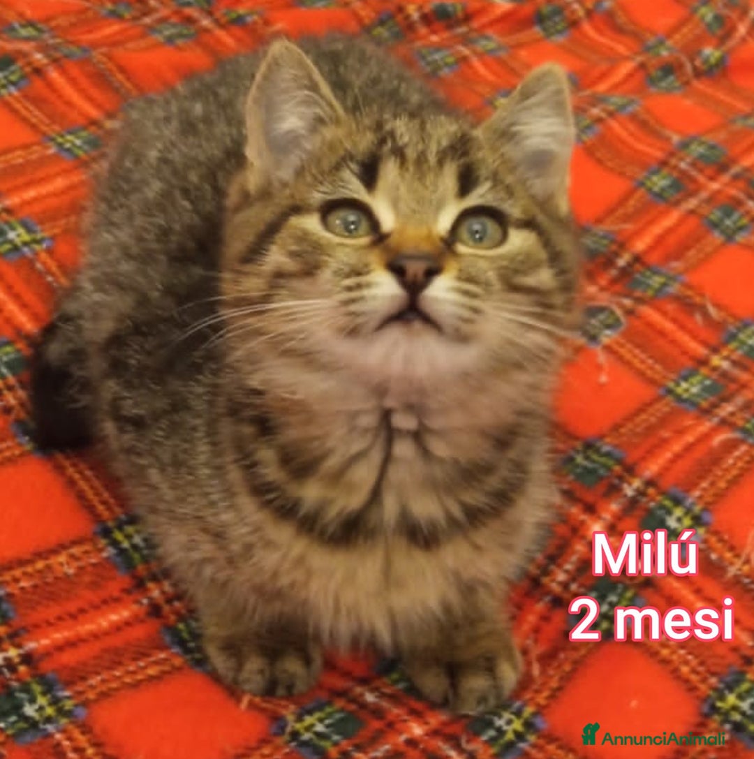 Altre razze gatti in regalo: TANTI MICINI SOLI  - Annuncio 1