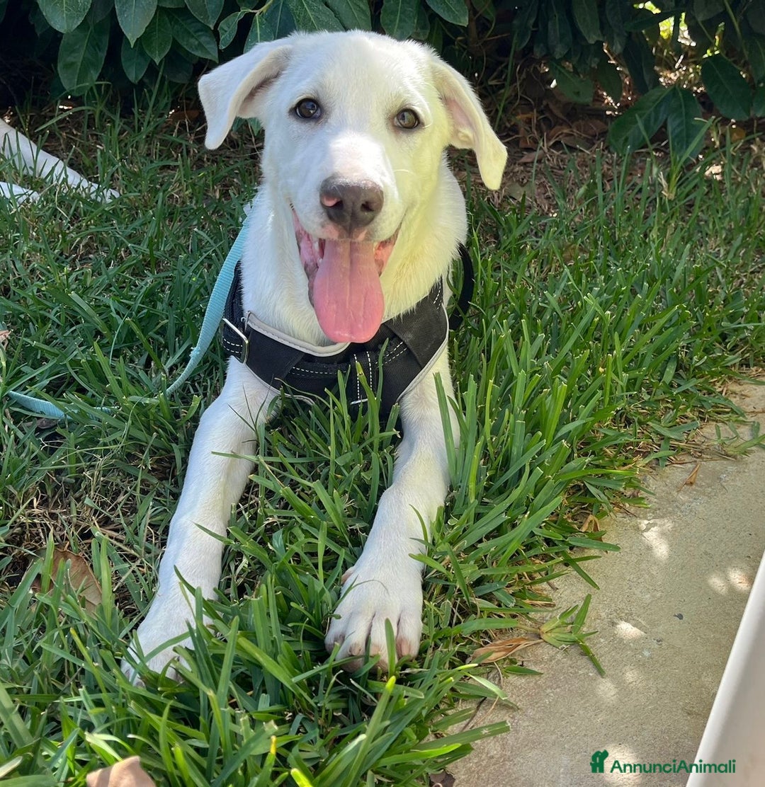 Pastore Maremmano cani in regalo: Rocky splendido cucciolo merita una famiglia  - Annuncio 5