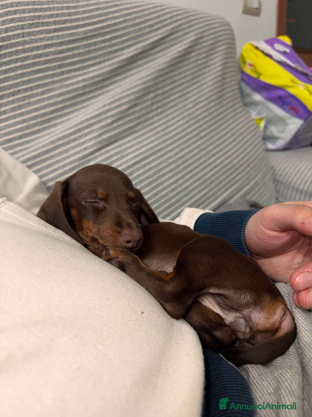 Bassotto cani in vendita: cuccioli di Bassotto nano chocolate - Annuncio 5