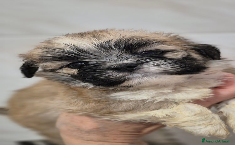 Lhasa Apso cani - Annuncio 3