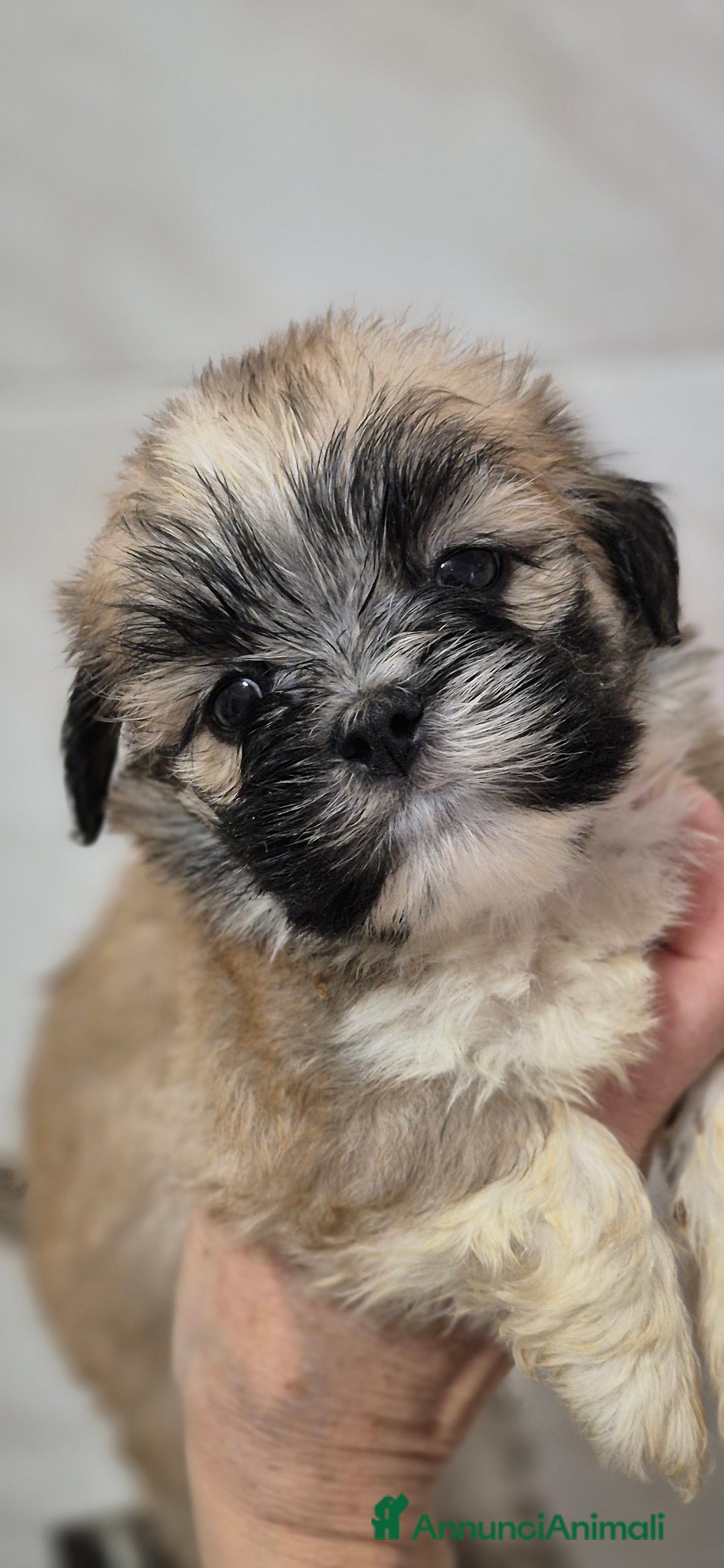 Lhasa Apso cani in vendita: Bellissimi cuccioli di Lhasa Apso - Annuncio 1