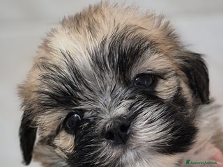 Lhasa Apso cani Bellissimi cuccioli di Lhasa Apso - Annuncio 4