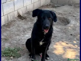 Meticcio cani SMOG dolcissimo pacioccone - Annuncio 29