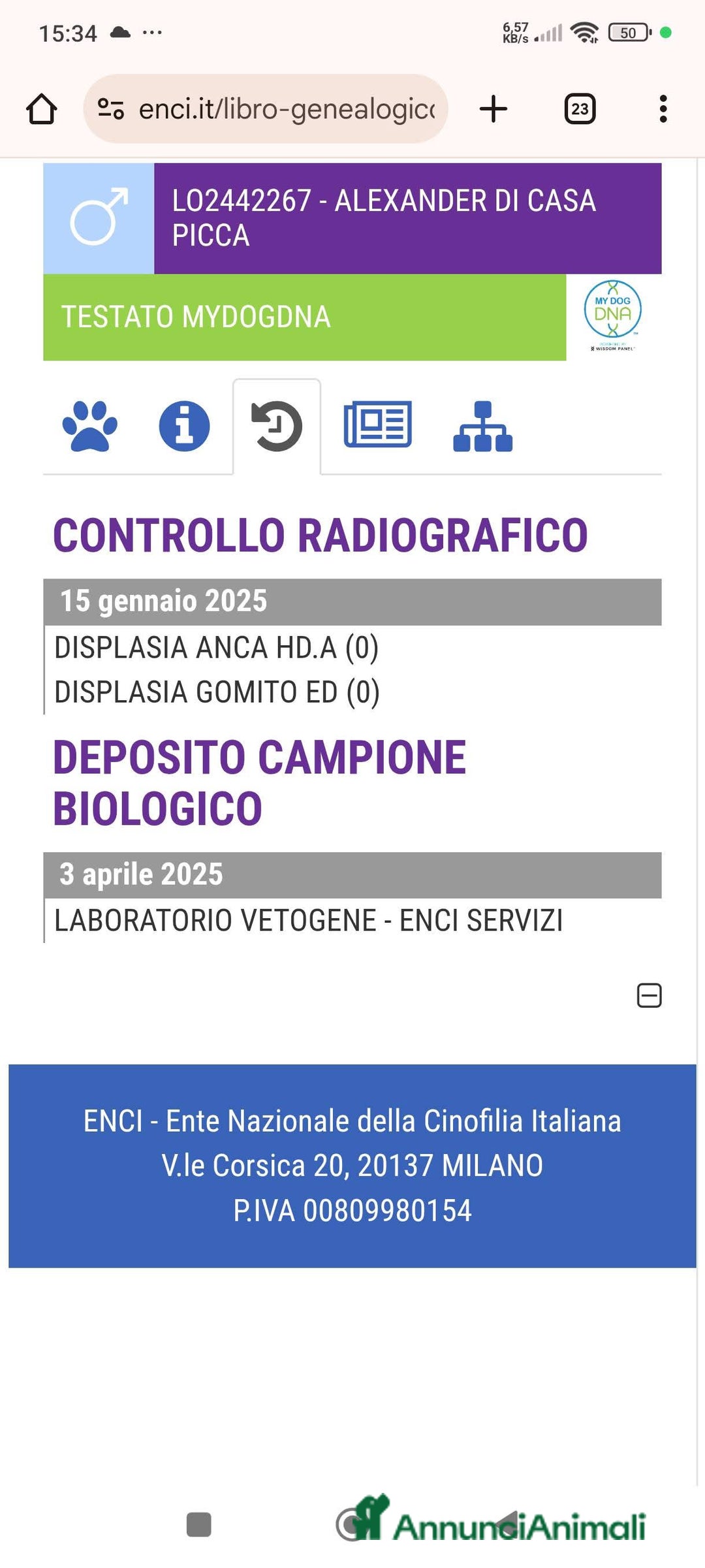 Labrador cani in vendita: Cuccioli di Labrador Retriever Gialli - Annuncio 4