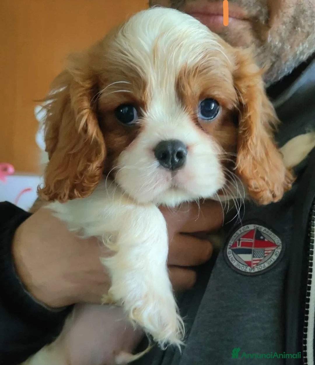 Immagine della galleria {{count}}